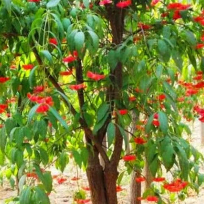 金丝吊蝴蝶树苗多花卉绿化植物摇钱树盆栽景别墅阳台庭院耐寒好养