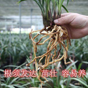 包邮 建兰奇花梨山狮王四季 兰名贵高档花卉办公室客厅绿植盆栽