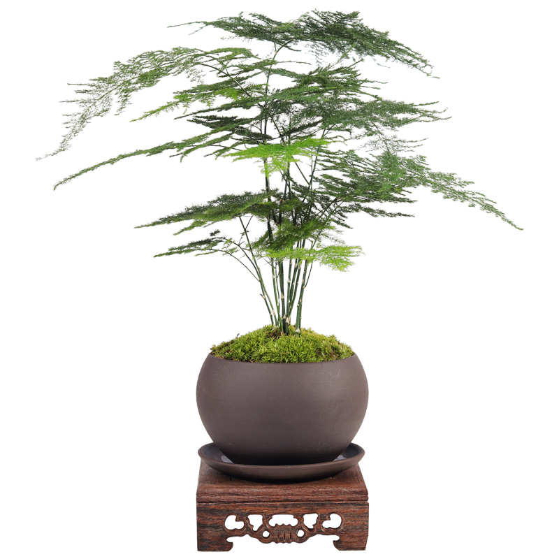 文竹盆栽植物室内桌面禅意好养创意小盆景办公室四季绿植迷你摆件