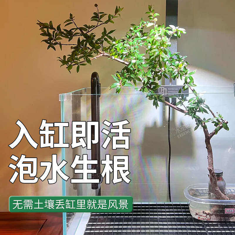 水杨梅鱼缸造景水景缸水陆缸造景野采树桩水培土水族装饰生桩