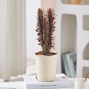 龙骨植物盆栽多肉仙人柱室内外客厅阳台防辐射吸甲醛绿植耐旱好养