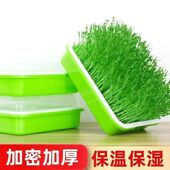 芽苗菜加厚育苗室内种菜大蒜水培蔬菜盘无土种植发芽神器水培器皿
