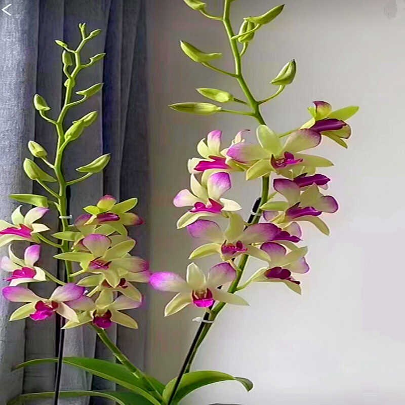 秋石斛 胭脂 石斛盆栽洋兰花卉办公室阳台绿植网红石斛兰花苗