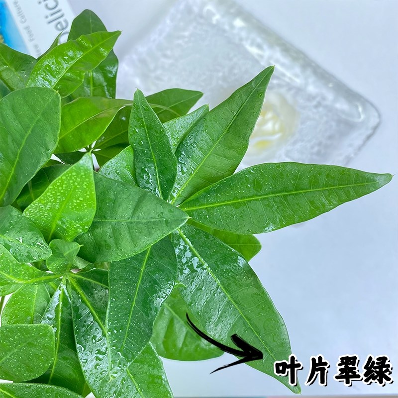 【买三送一】九里香 椰子 金钻 发财树室内桌面绿植物美观配盆栽