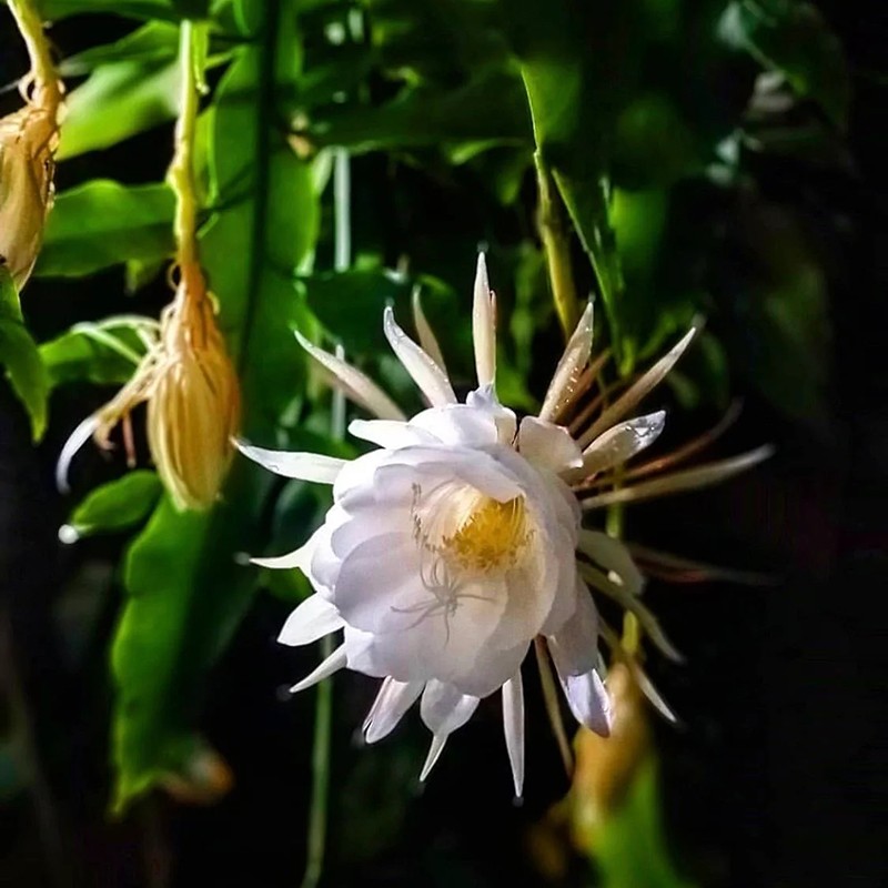 海蒂的花园昙花阳台庭院可垂吊趣味植物耐阴花苗花卉盆栽苗