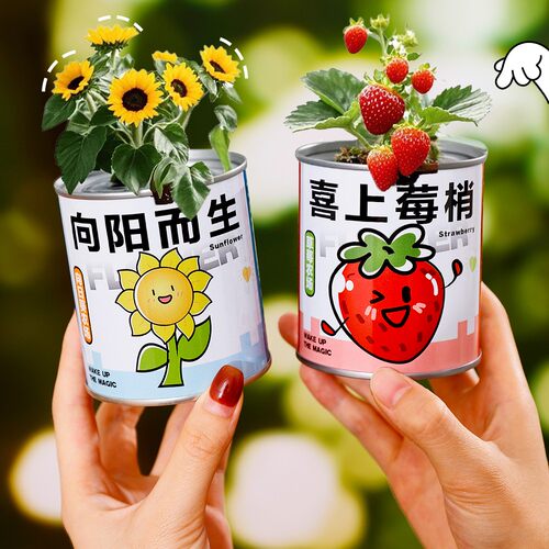 情绪稳定小盆栽种植罐头植物盲盒