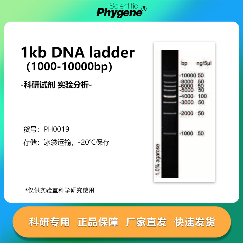 1kbDNALadder（1000-10000bp）