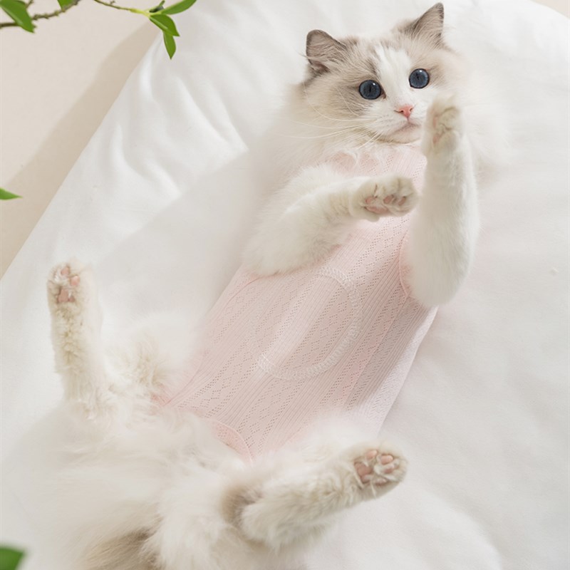 猫咪衣服包肚衣纯棉舒适防掉毛护肚衣小猫幼猫春秋薄款.夏天空调