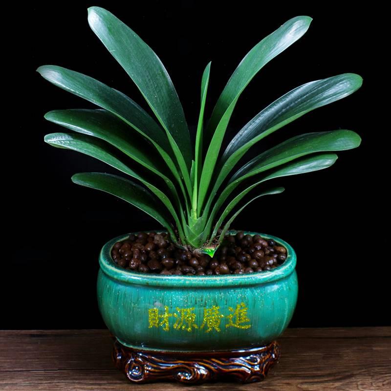 君子兰盆栽花卉植k物室内客厅好养四季兰花阳台开花盆景办公桌绿