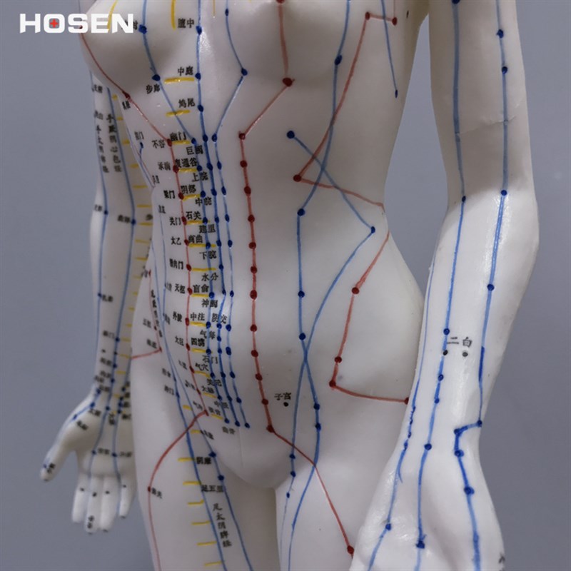 48cm高女性人体针灸穴位模型国标经穴奇穴中医经络W通用教学模具