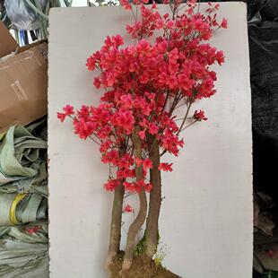 杜鹃老桩映山红盆景，移植成活多年，正宗大别山先花后叶品种