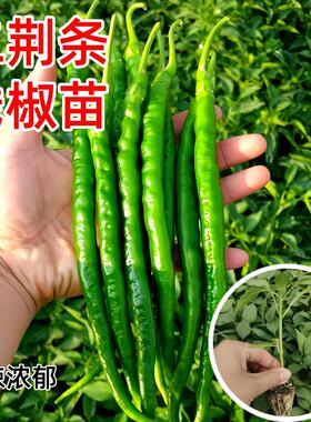 四川二荆条辣椒苗贵州香辣长线椒苗秧苗四季盆栽阳台菜园庭院种植