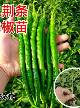 二荆条辣椒苗香辣高产长线椒苗子