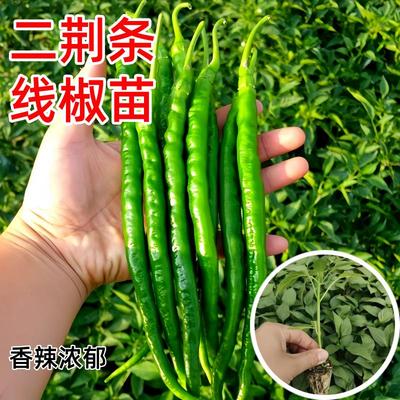 二荆条辣椒苗香辣高产长线椒苗子