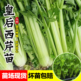 小香芹菜苗阳台盆栽蔬菜苗子 皇后芹菜苗秧苗大肉西芹苗老品种四季