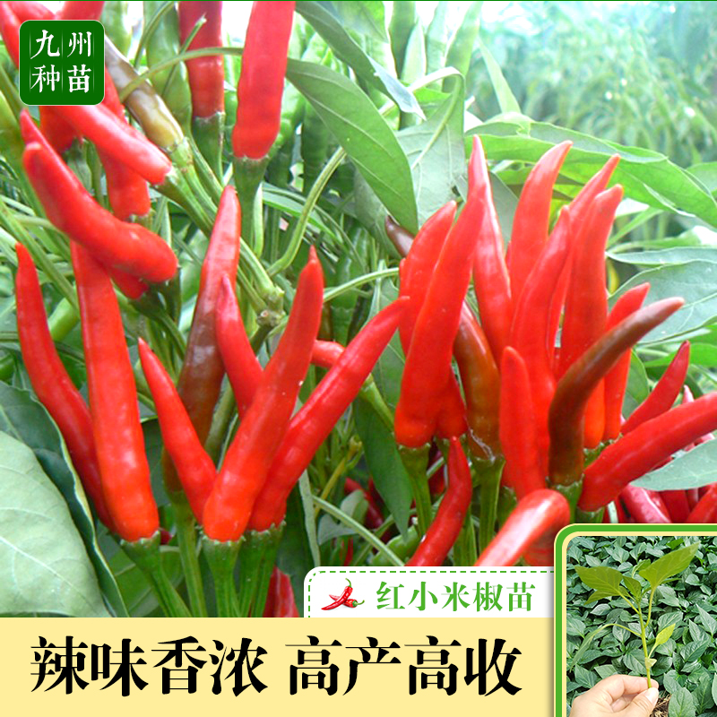 红小米辣椒苗秧苗超辣南方种蔬菜