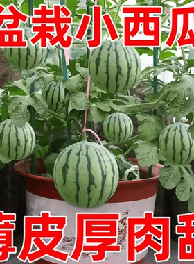 蜂蜜盆栽小西瓜苗秧超甜红瓤四季室内阳台带土发货南方种麒麟瓜苗