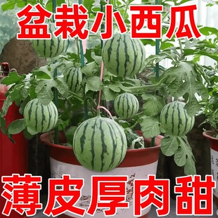 蜂蜜盆栽小西瓜苗秧超甜紅瓤四季 室內(nèi)陽臺帶土發(fā)貨南方種麒麟瓜苗
