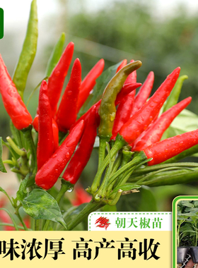簇生朝天椒苗辣椒苗指天椒苗幼苗香辣高产春季南方种蔬菜种苗盆栽