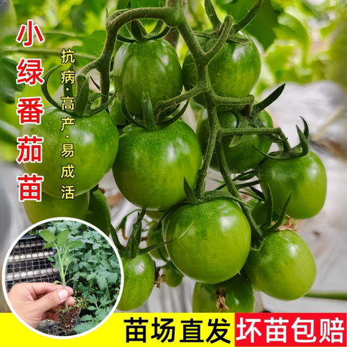 清甜小绿番茄苗秧苗青口蜜小番茄