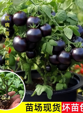 黑矮生番茄苗秧苗小番茄苗子种籽四季阳台盆栽庭院种植蔬菜苗高产