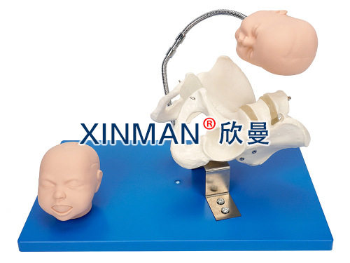 带有胎儿头的骨盆模型