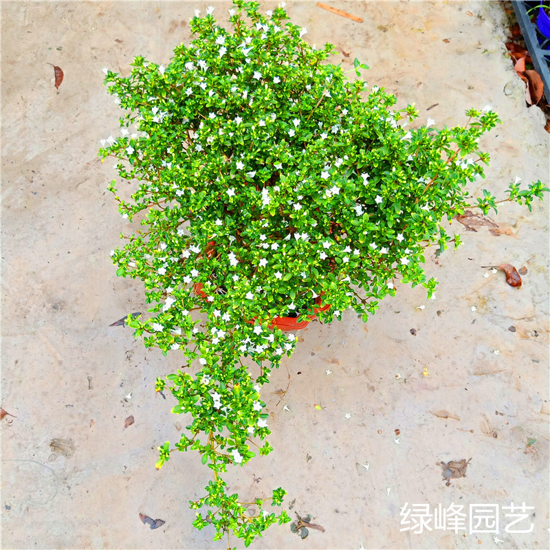 六月雪老桩六月雪六月雪盆景盆景植物老桩造型花盆栽阳台庭院包邮