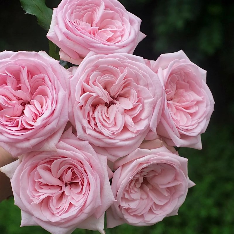 粉荔枝玫瑰月季花苗特大花朵型果汁阳台盆栽四季庭院老桩新品欧月