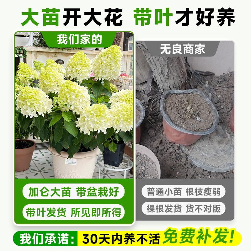 圆锥绣球花苗四季开花室外石灰灯树苗盆栽带花苞香草草莓花卉植物