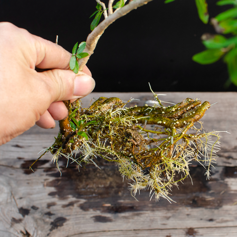 水杨梅原生态鱼缸乌龟造景装饰阴性水培植物水族净化水质小品盆栽