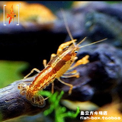 2CM左右 橙色/特萨努/迷你/侏儒/双带鳌虾/小熬虾/淡水宠物虾