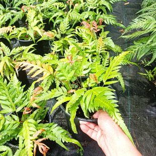 苔米花园 耐旱耐荫庭院阳台大型蕨类植物胎生狗脊蕨植物阴生花园