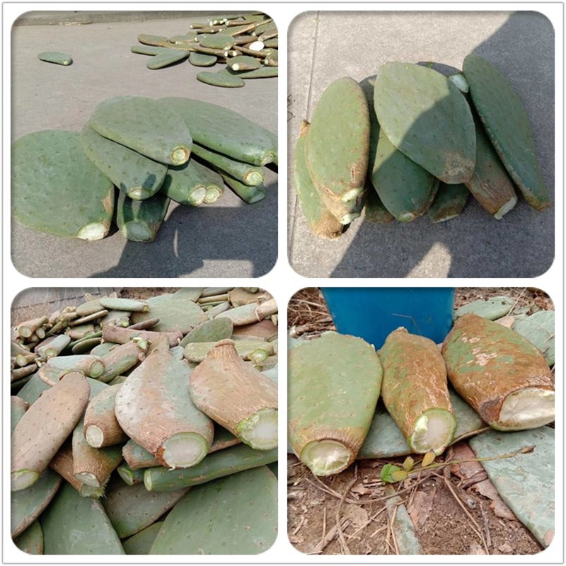 新鲜米邦塔食用大仙人掌药用多肉植物外敷美容室内盆栽仙人球绿植