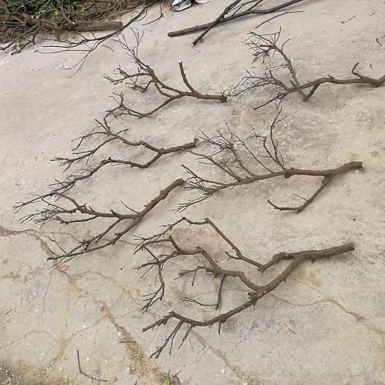 干树枝去皮原木树干枯树枝带分枝带杈树枝室内挂灯干花插花瓶装饰