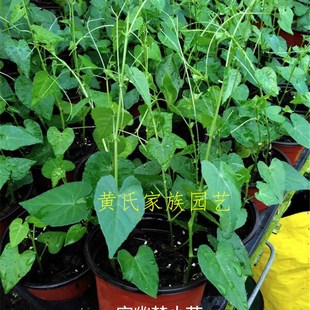 一帘幽梦盆栽绿植爬藤植物/锦屏藤/蔓地榕/珠帘藤/富贵帘龙须藤