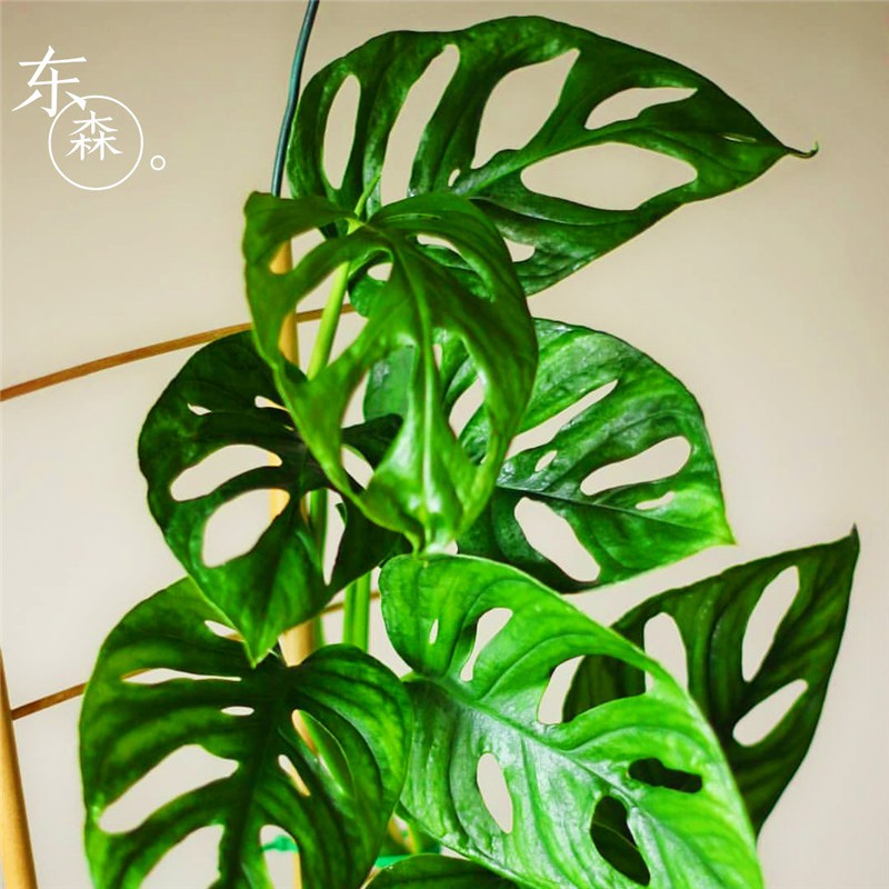 室内客厅桌面绿植盆栽四季常绿多年匍匐 仙洞龟背竹 洞洞芋可水培