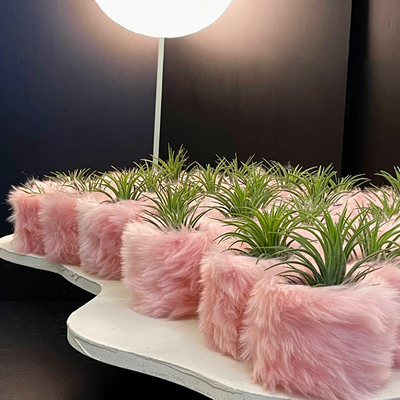 空气凤梨毛毛绒花盆懒人植物创意可爱趣味桌面小盆栽新年圣诞礼物