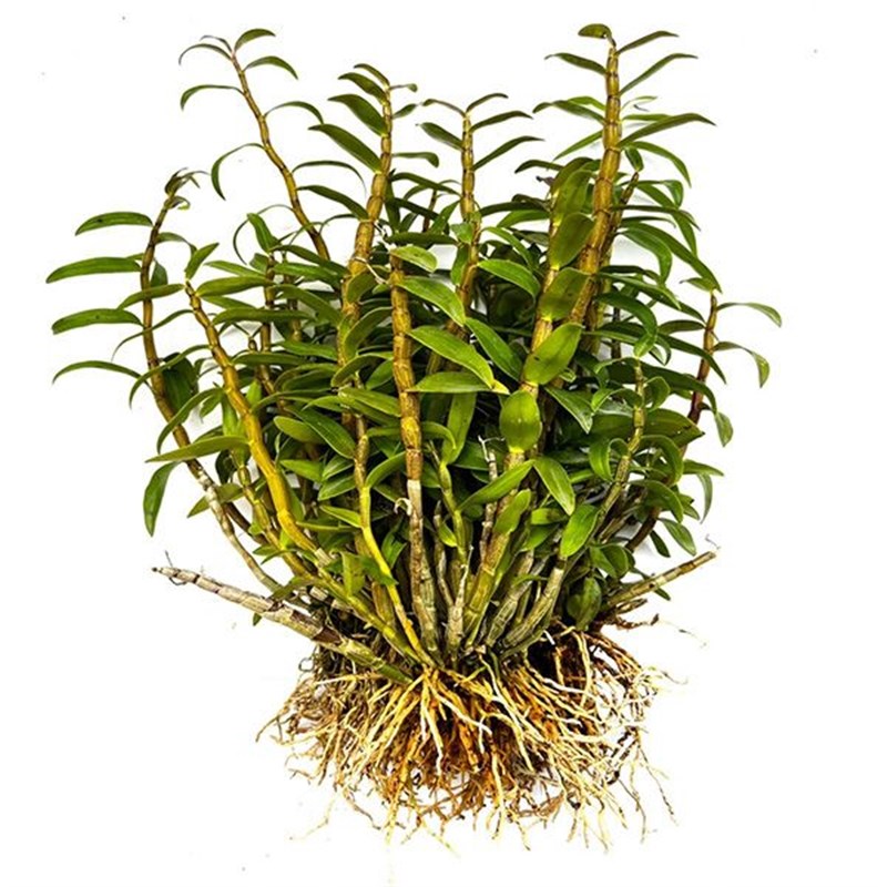 铁皮石斛苗开花植物可食用室内室外盆景绿植花卉带花盆鲜花园艺草