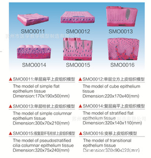 SMO上皮组织系列