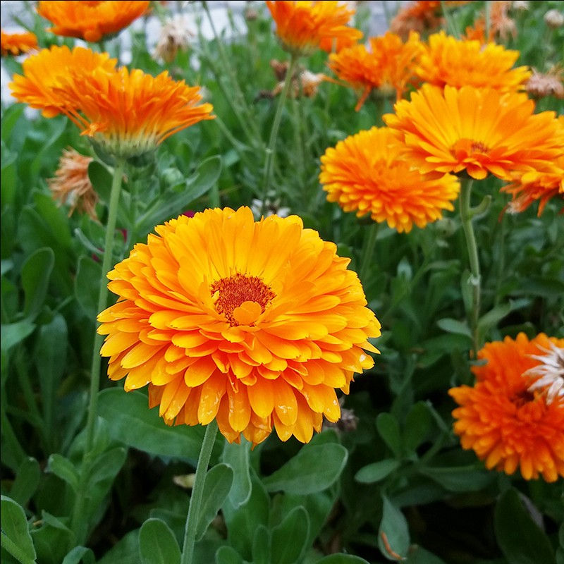 矮生金盏菊种子长花海易