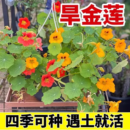 旱金莲种子旱荷花种籽垂吊爬藤庭院阳台盆栽四季春秋易活开花孑苗