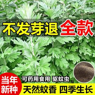 艾草种子药用野生大叶驱蚊虫种籽生长快速可药用食用阳台庭院种植