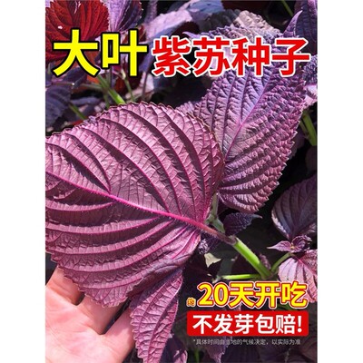 紫苏子紫苏种子紫苏叶种籽盆栽可食用种植苗四季籽种蔬菜孑苏子叶