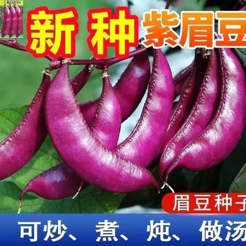 摘不败宽扁眉豆种春秋冬季扁青紫色豆角种子刀豆扁豆蔬菜种子大全