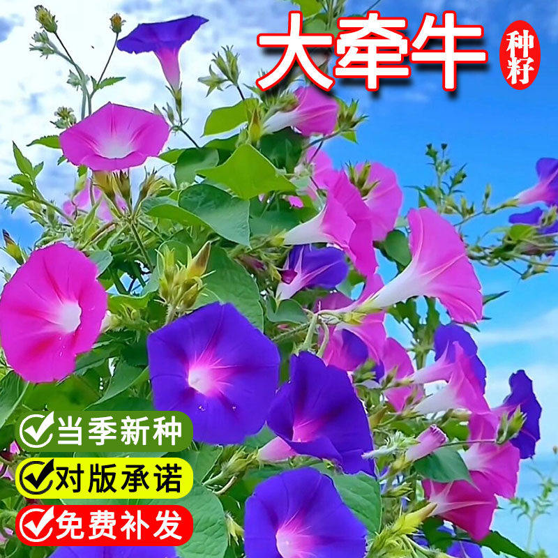 大牵牛花种子喇叭花大花朵爬藤花籽红色牵牛室内外播种懒人花种籽图片