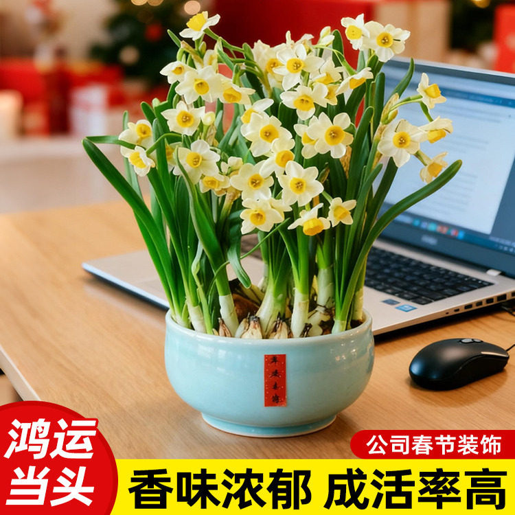 水仙花种球公司美化漳州水培土培大球四季批发植物室内年宵花盆栽,鲜花速递/花卉仿真/绿植园艺,家庭园艺种子,淘宝优惠券,粉丝福利购,淘宝优惠卷