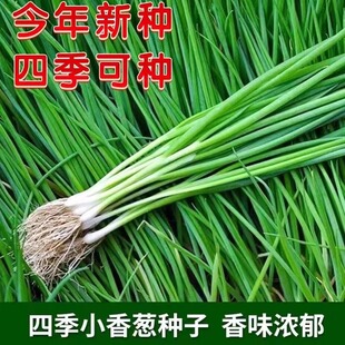 小香葱种子四季春夏秋火分红根葱种籽阳台盆栽耐寒热葱头蔬菜种孑