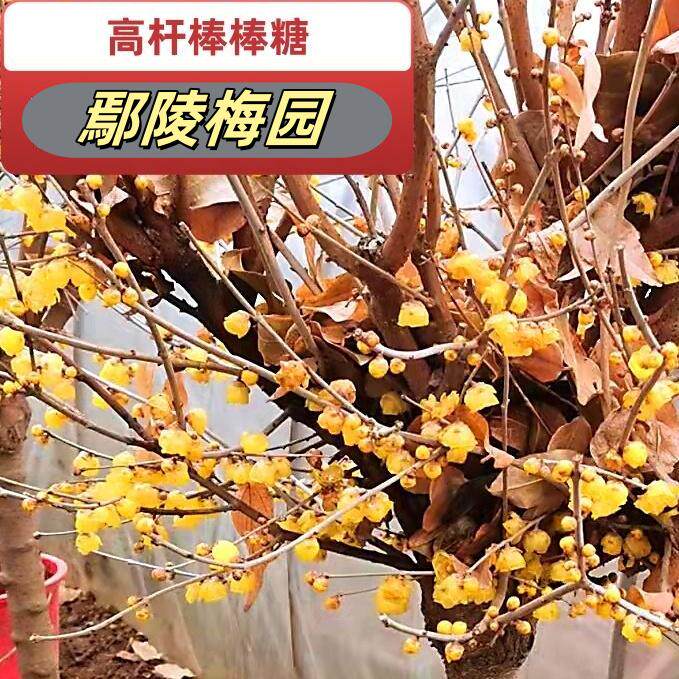 庭院地栽型高杆蜡梅花树苗鄢陵素心磬口檀香虎蹄大花浓香鄢陵梅园
