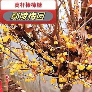 庭院地栽型高杆蜡梅花树苗鄢陵素心磬口檀香虎蹄大花浓香鄢陵梅园