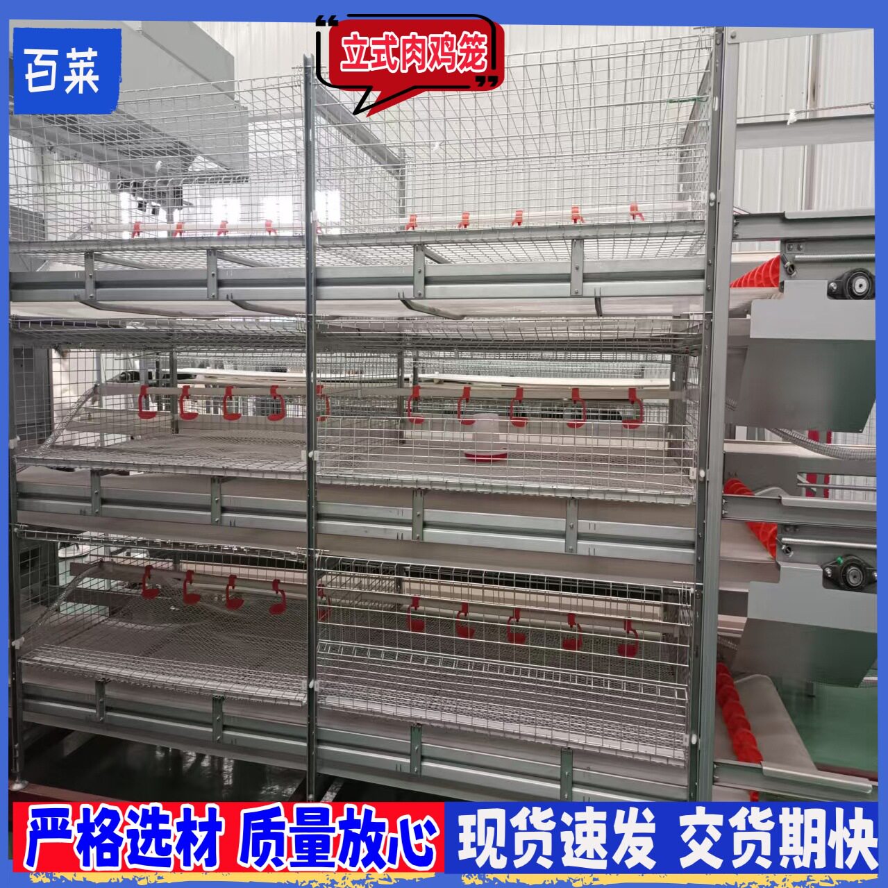 肉鸡笼自动化喂料清粪自动化化降本提效超省心
